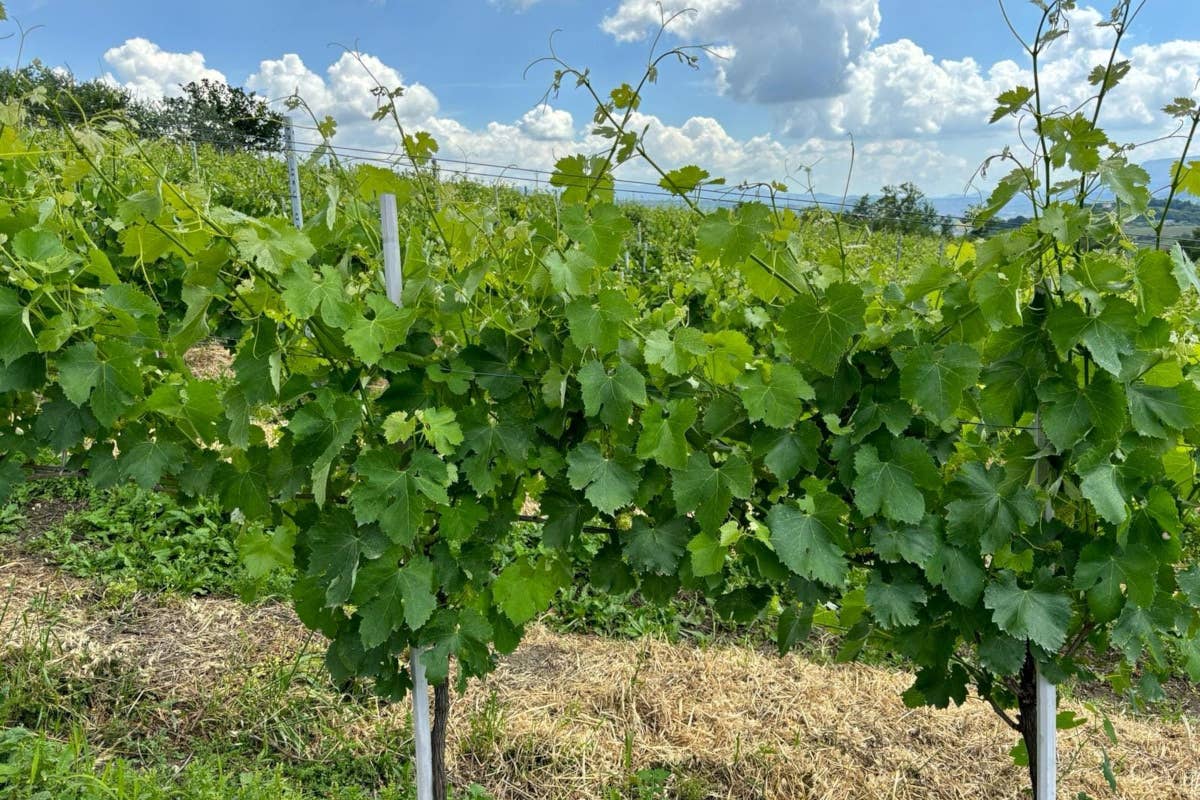 Cantina Bambinuto: vini autentici e progetti sostenibili nel cuore dell'Irpinia