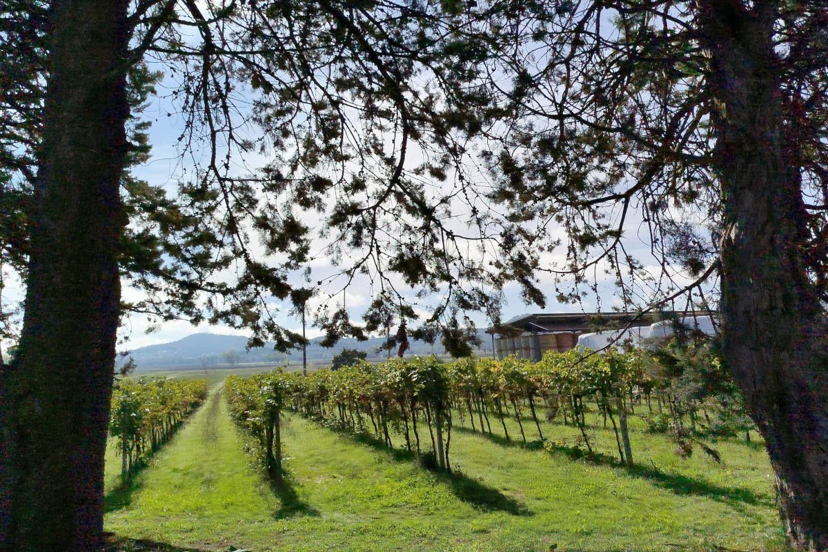 Conestabile della Staffa: la rinascita del vino autentico in Umbria