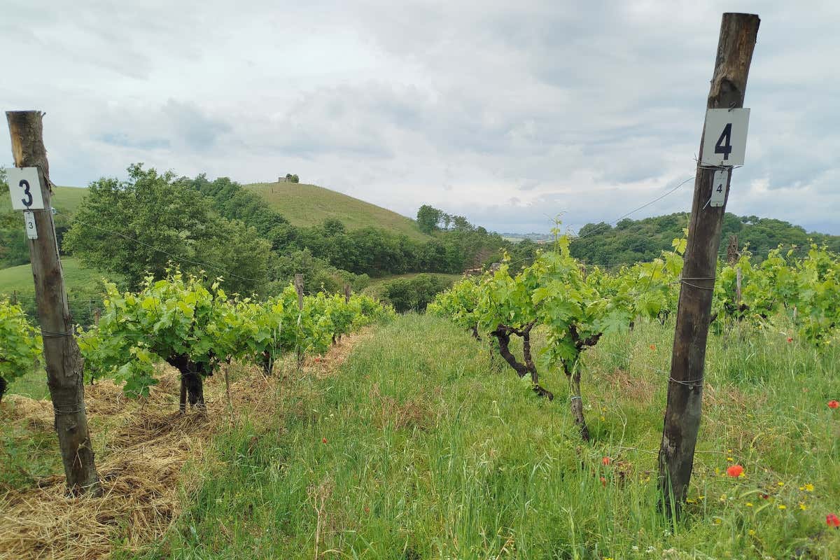 Nella Maremma grossetana il vino nasce in un ecosistema di filari, boschi e oliveti