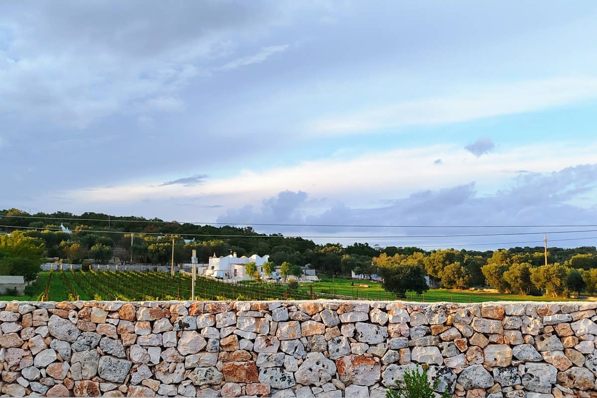 Amalberga: vini e tradizione per valorizzare la Doc Ostuni e la Valle d'Itria