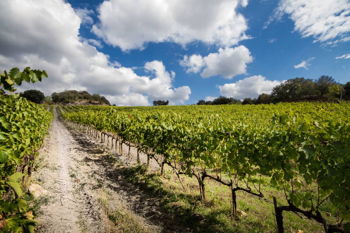 Terre Nere: una storia familiare che racconta l'anima autentica di Montalcino