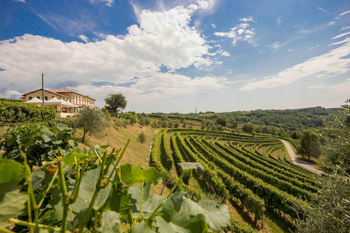 Vigneti della Tenuta Qualità, brand, efficienza: la ricetta di Astoria per i brindisi delle feste