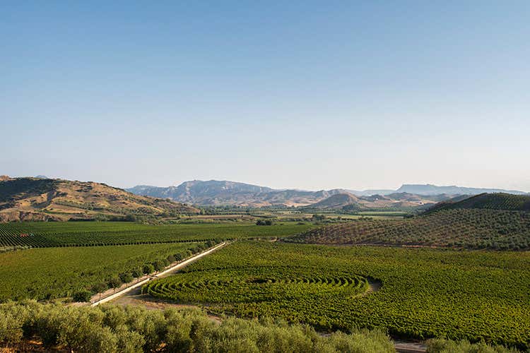 (Terre Lontane Igt e Cir&ograve; Doc di Librandi Una storia in rosa fra classico e moderno)