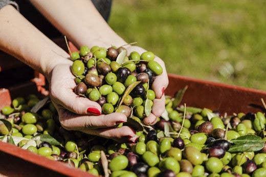 Italia invasa da olio tunisino +681% di importazioni nel ...