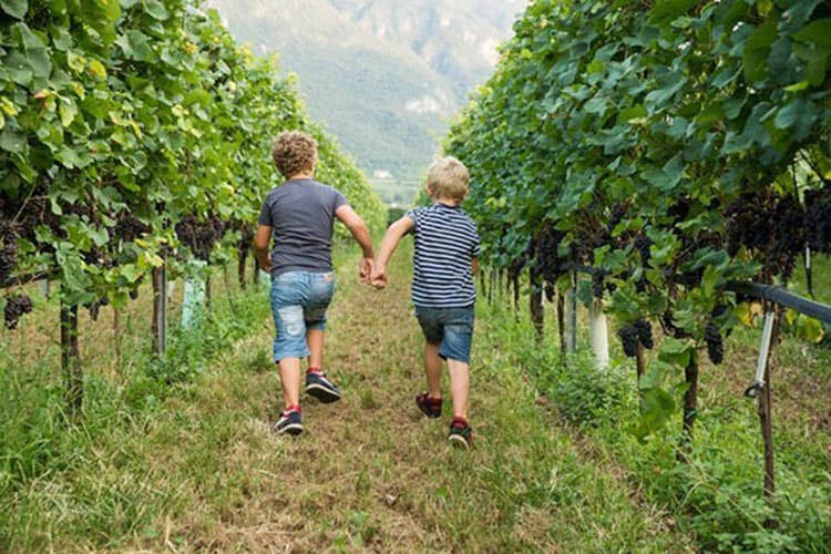 Tornano le giornate di Uva e dintorni In Trentino si festeggia la vendemmia