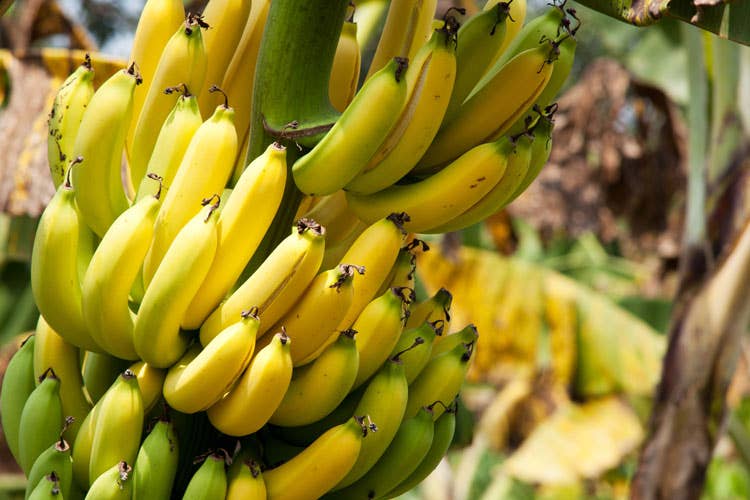 (Tracce di banana già nell’8000 a.C. Tutto cominciò dalla Nuova Guinea?)