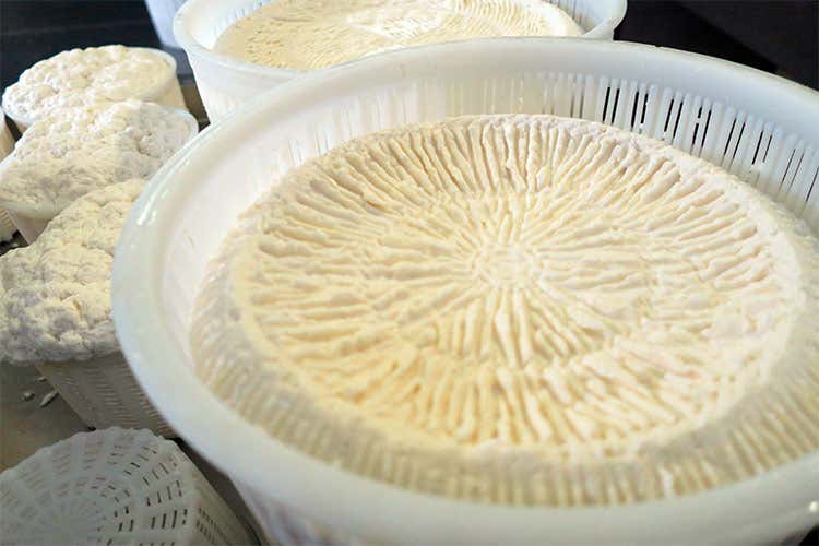 Ricotta di pecora - Il Tre Latti della famiglia Tripi Formaggio tradizionale da spalmare