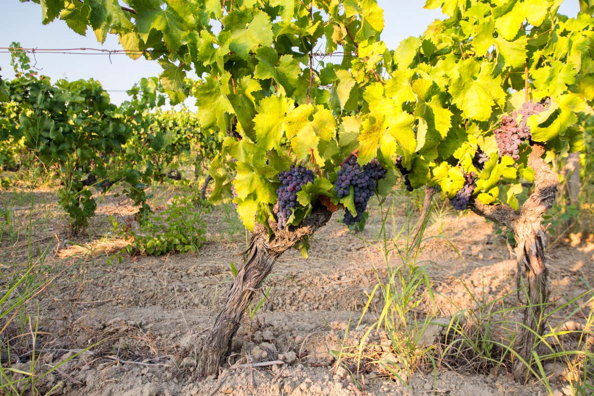 Vitigni autoctoni e sostenibilità: la missione di Librandi per il vino calabrese