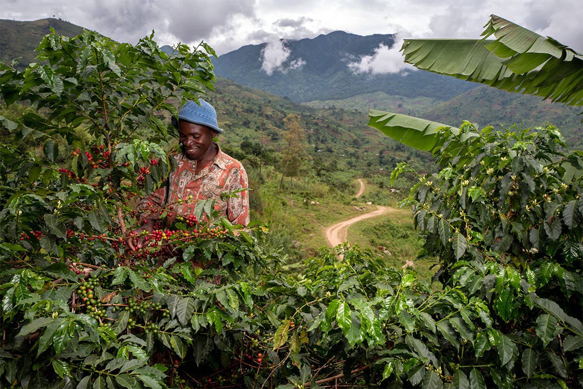 Nespresso ha introdotto Amaha awe Uganda  dalle regioni dei Monti Rewenzori in Uganda Caffe biologico in CongoRinascita grazie a Nespresso