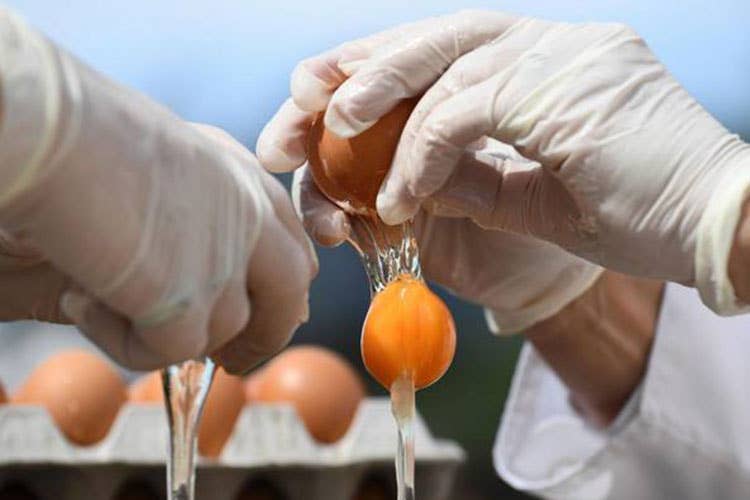 Uova contaminate dal fipronil I Nas trovano due positività in Italia