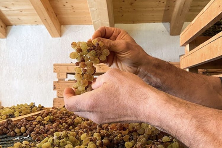 L'uva Nosiola da cui si produce il Vino Santo Trentino Tour in Valle dei Laghi, quando il vino si fa... santo