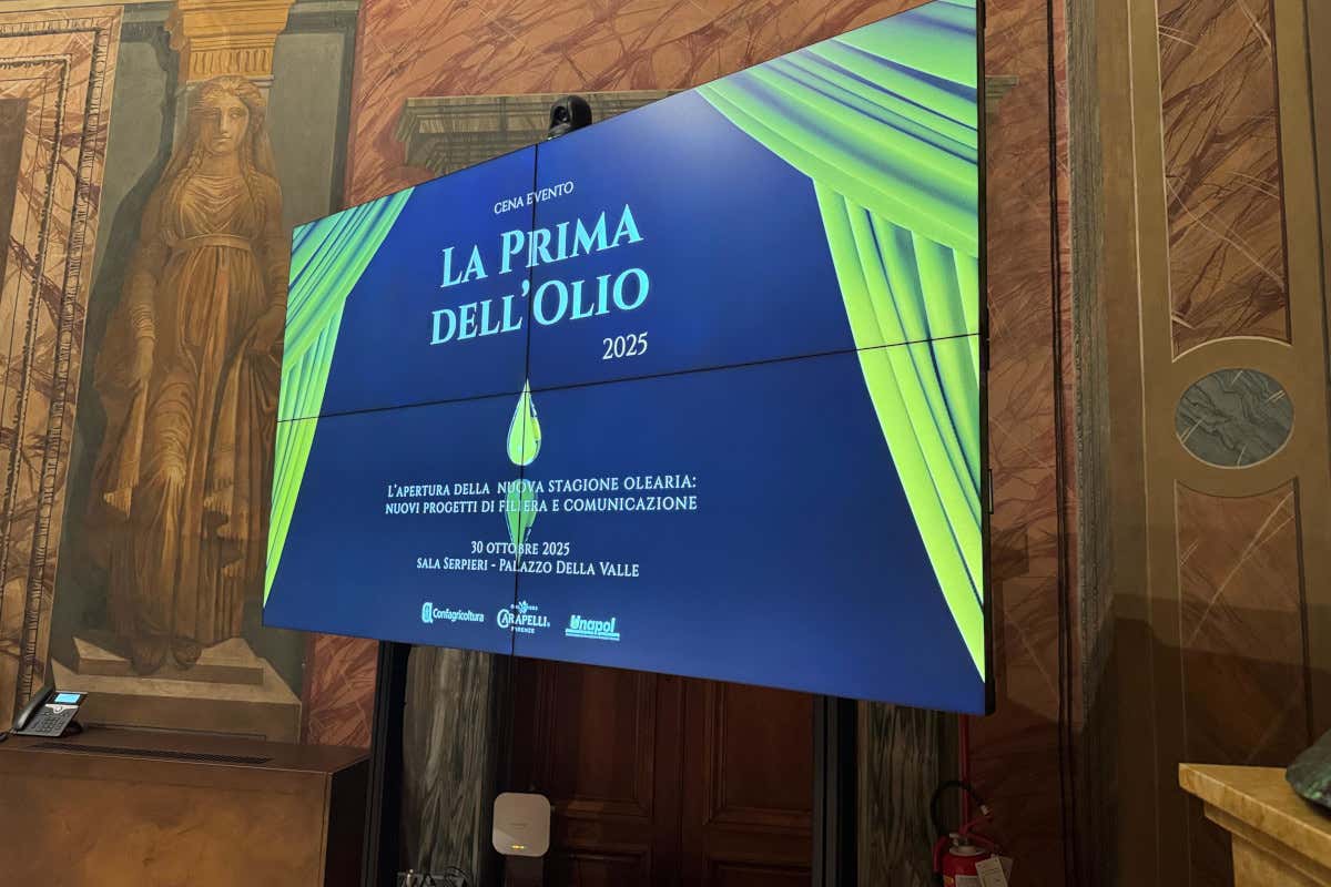 Olio evo: produzione italiana a 300mila tonnellate, +21% rispetto allo scorso anno