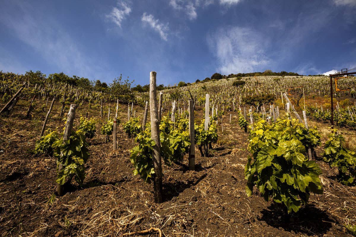 Consorzio Etna Doc, è boom di giovani produttori: +55% in tre anni