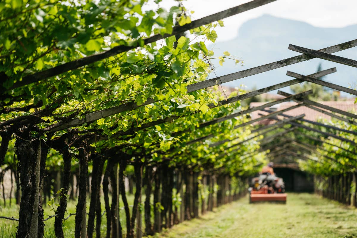 Letrari: Trentodoc d'eccellenza nel cuore della Vallagarina