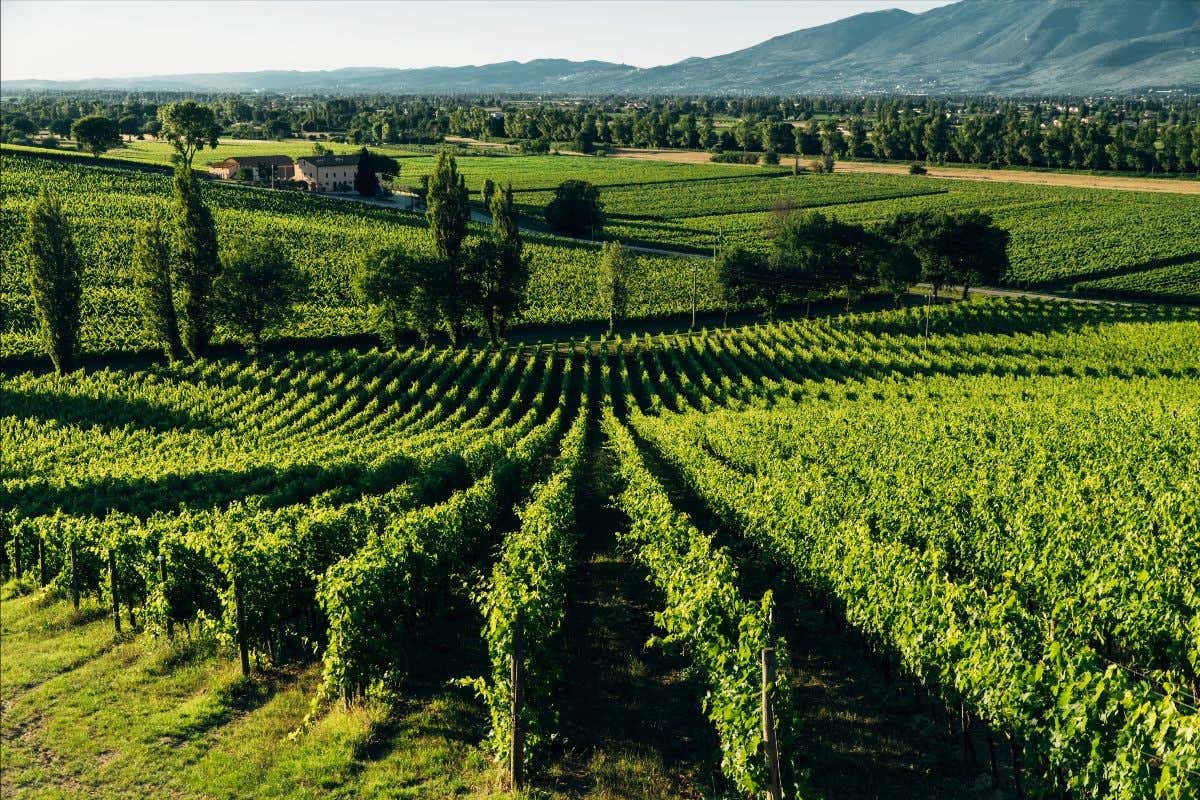 Montefalco, l'estate in cantina con picnic tra i vigneti di Arnaldo Caprai