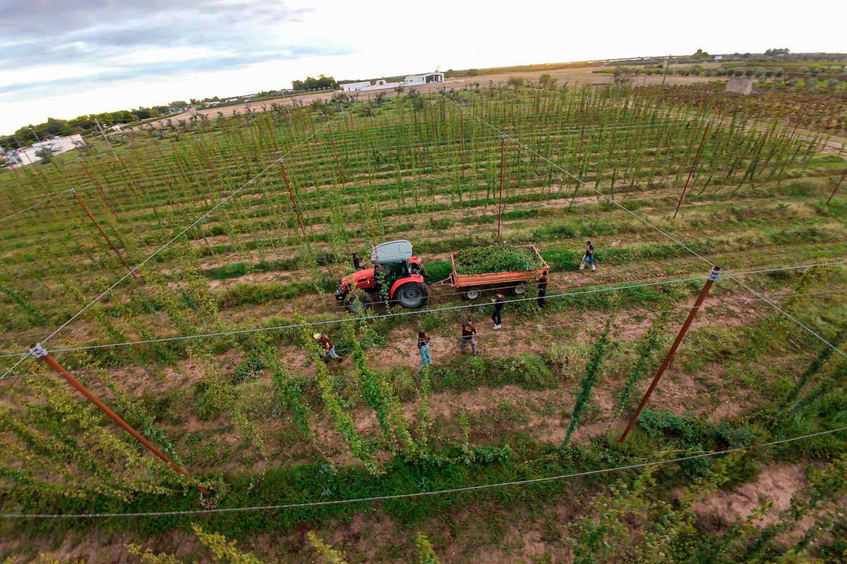 Come nasce una birra agricola in Puglia: la filiera che porta il Salento nel bicchiere Come nasce una birra agricola in Puglia: la filiera che porta il Salento nel bicchiere