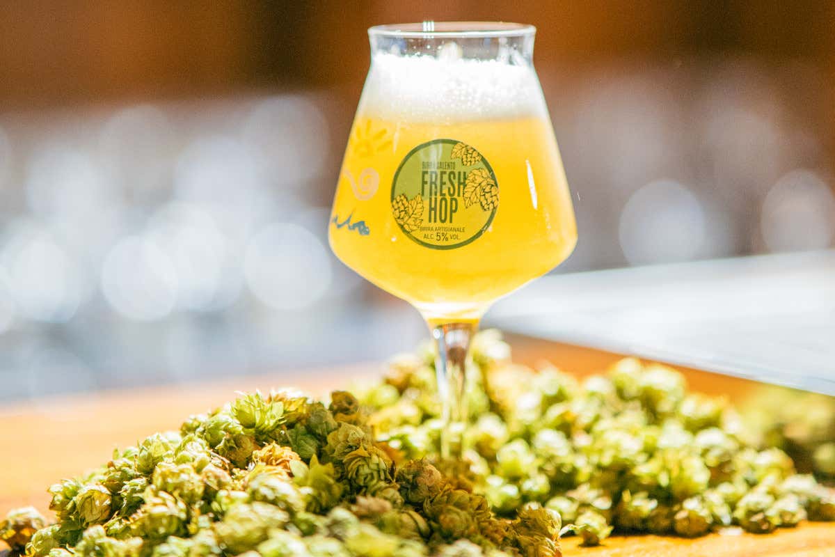 Come nasce una birra agricola in Puglia: la filiera che porta il Salento nel bicchiere Come nasce una birra agricola in Puglia: la filiera che porta il Salento nel bicchiere