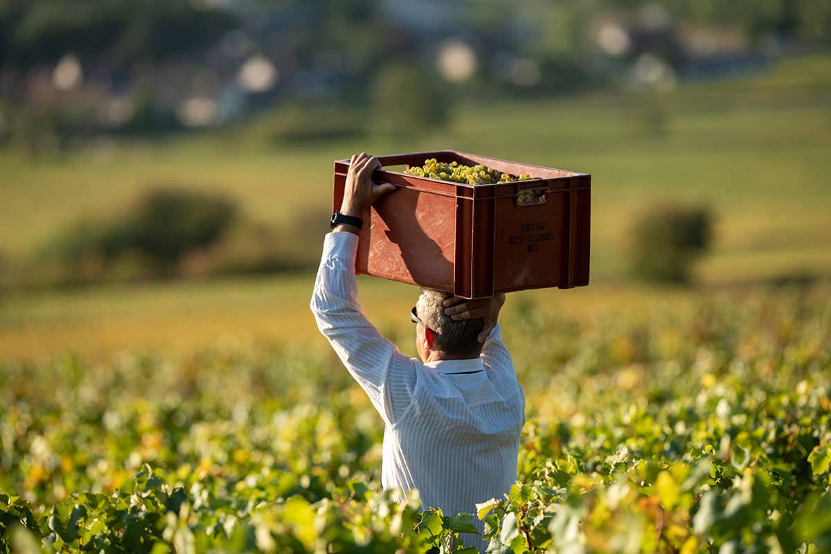 I grandi vini di Borgogna conquistano anche l'Italia