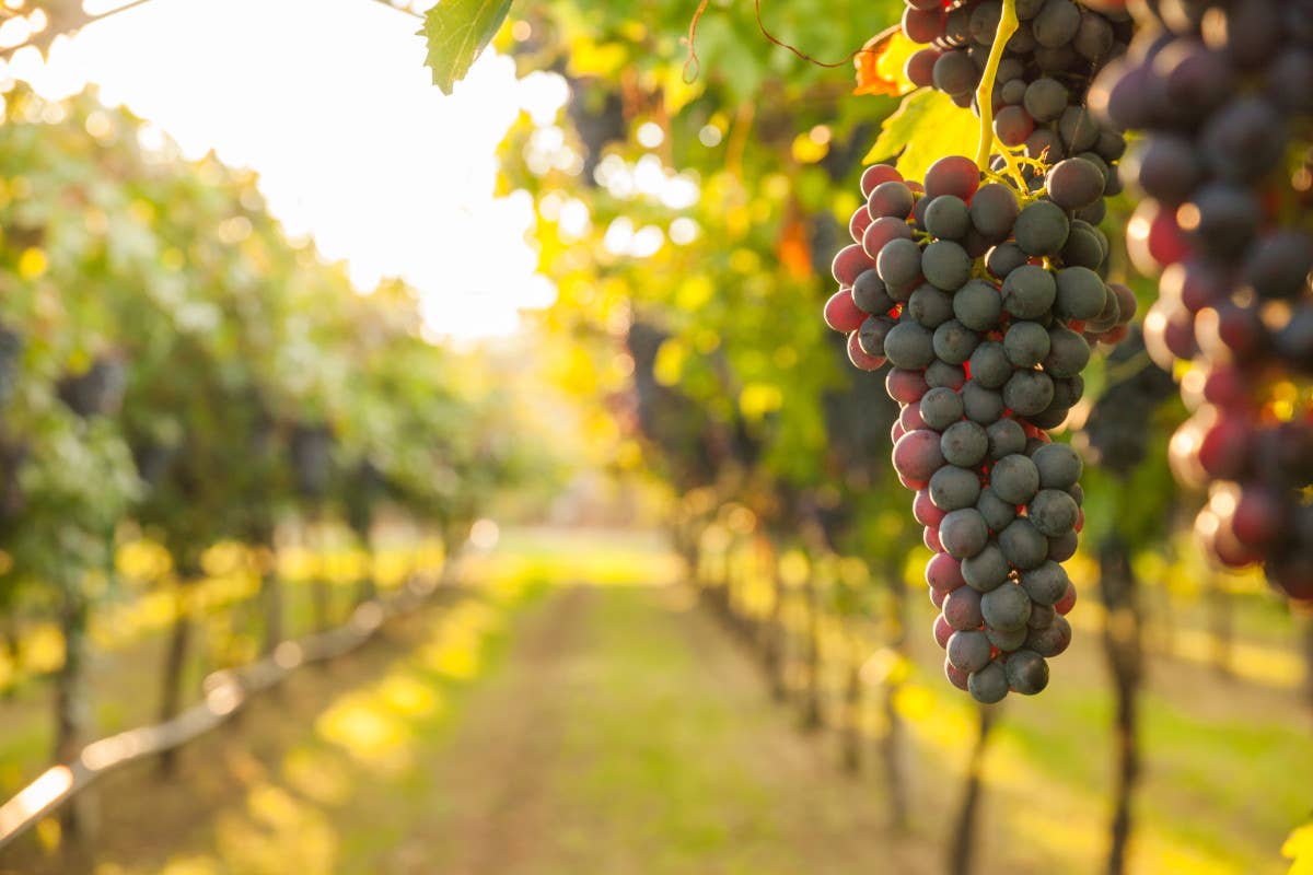 Vendemmia turistica: che cos'è e come è regolamentato il trend dei wine lovers