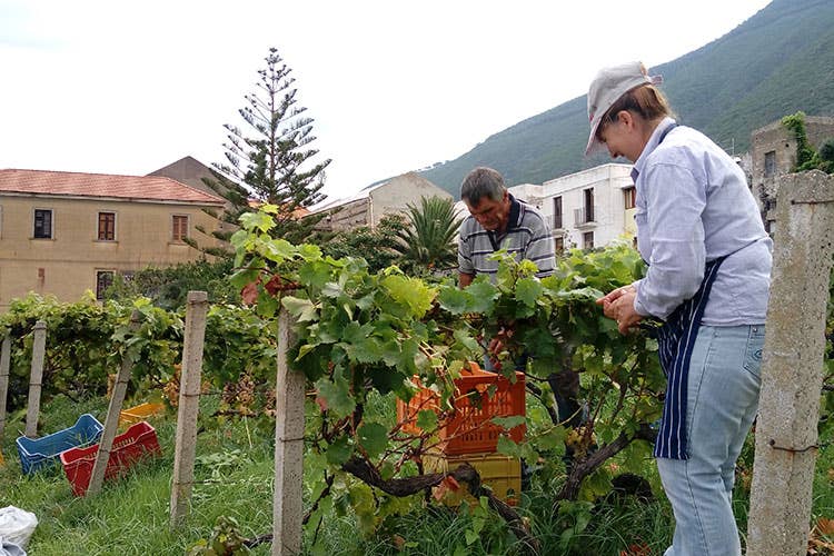 (Vendemmia della Malvasia L'eredità di Carlo Hauner a Salina)