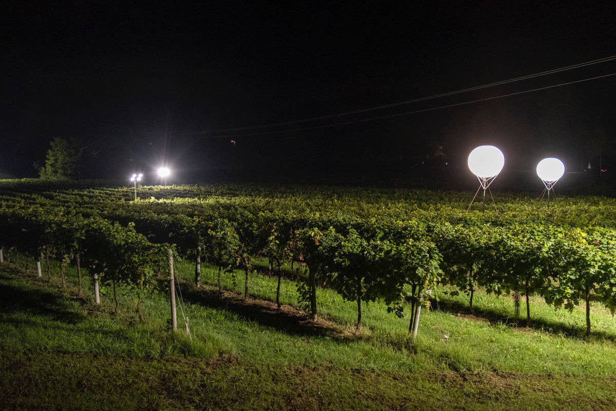 Ottava edizione della Vendemmia Notturna “Grappoli di Luna” di La Vigna di Sarah DA FINIRE - Vendemmia Notturna