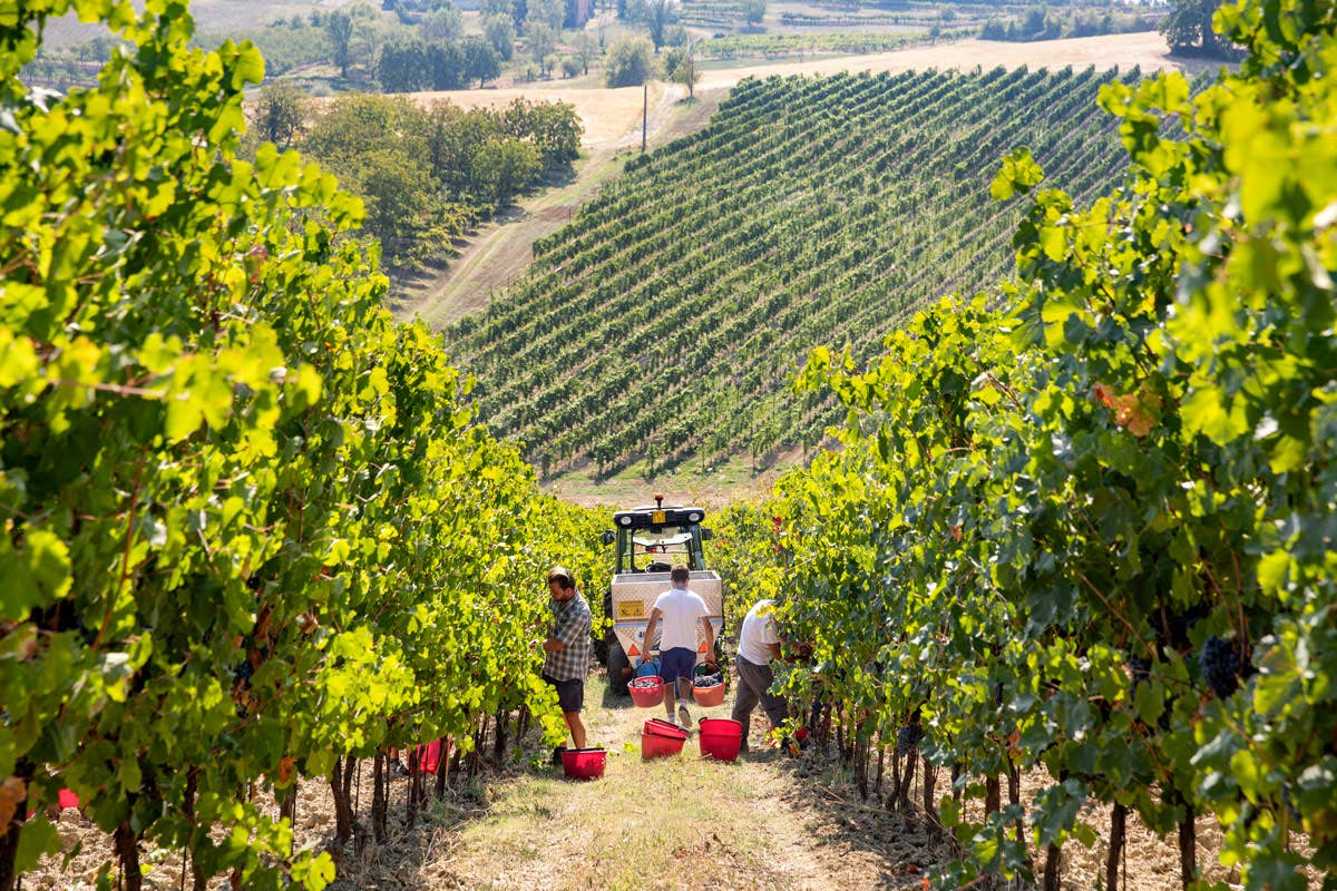 Con circa 10mila ettari, il lambrusco ha una produzione di circa 50 milioni di bottiglie all’anno (Photo Credit: Marco Parisi) Lambrusco un vino adatto alla cucina regionale e internazionale