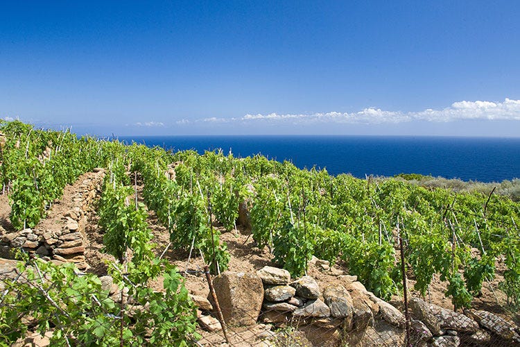 Quasi 7 milioni di bottiglie per i vini della Maremma Toscana