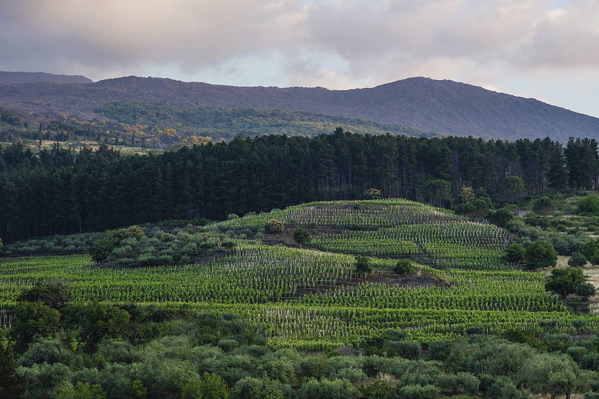 Il vigneto di Contrada Guardiola a circa 1000 metri sul livello del mare I vini di quota di Cusumano