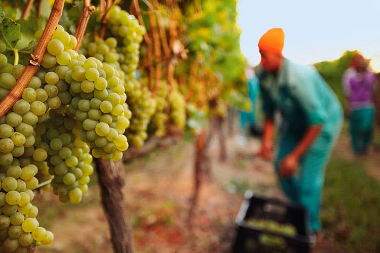 Vino, il clima piega la vendemmia ma il primato produttivo ancora all'Italia