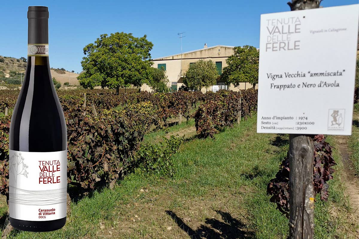 Il vecchio vigneto della Tenuta Valle delle Ferle e una bottiglia di Cerasuolo di Vittoria Docg Alla scoperta dei tesori della Tenuta Valle delle Ferle