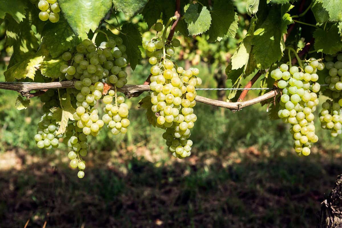Qualità alta, ma numeri bassi: il doppio binario del vino campano