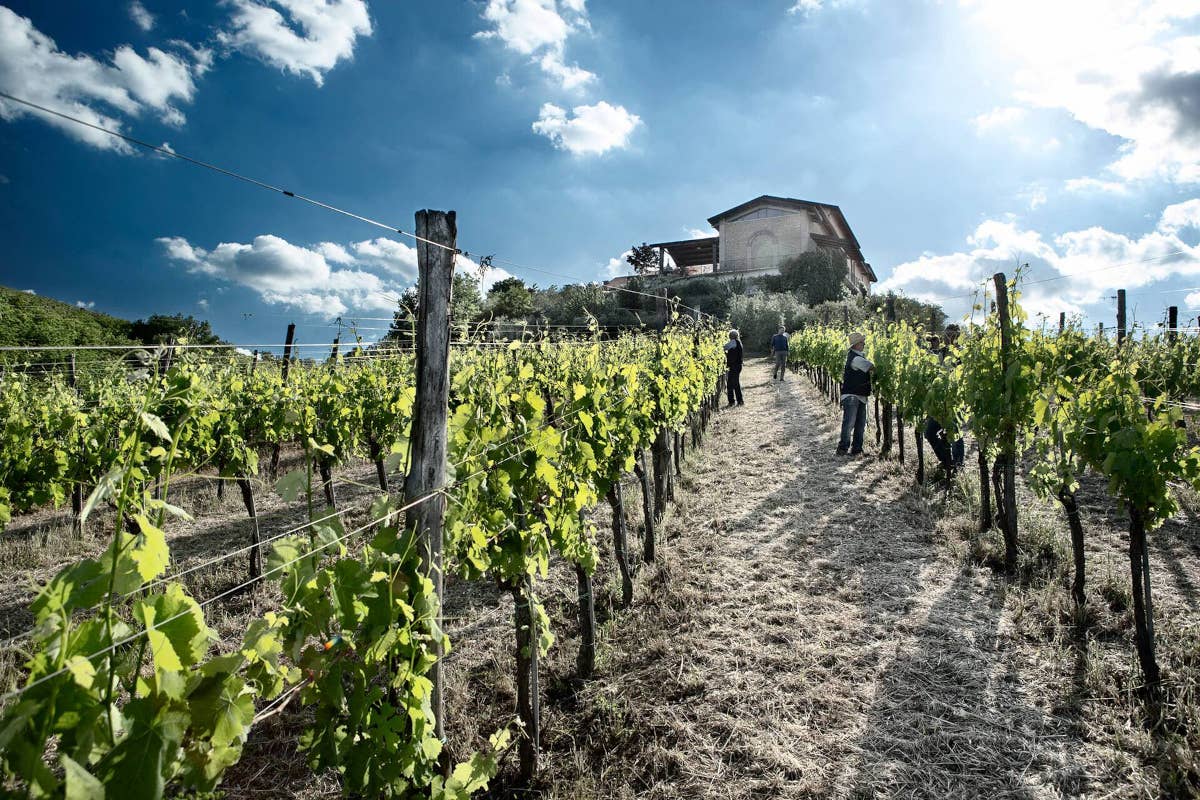 Fontanavecchia: eccellenza vinicola del Sannio tra Aglianico e Falanghina