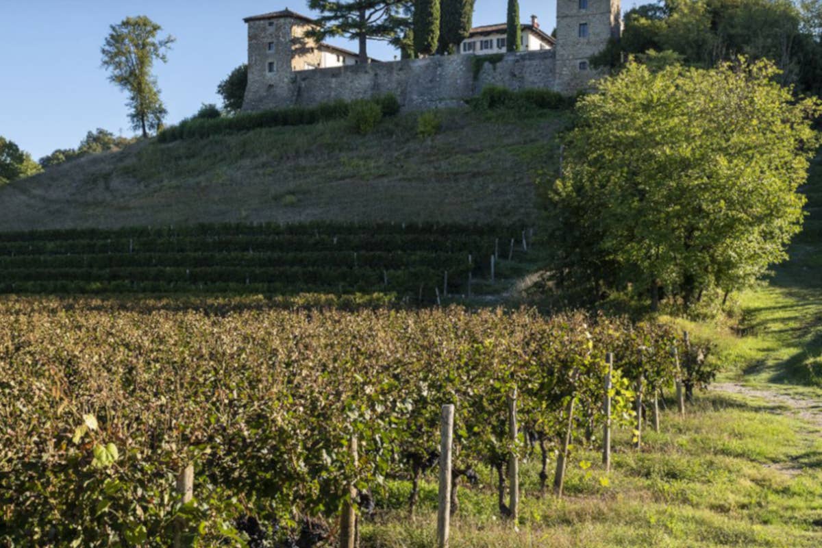 Collio, nasce una rete di eccellenza per valorizzare il Pinot Bianco