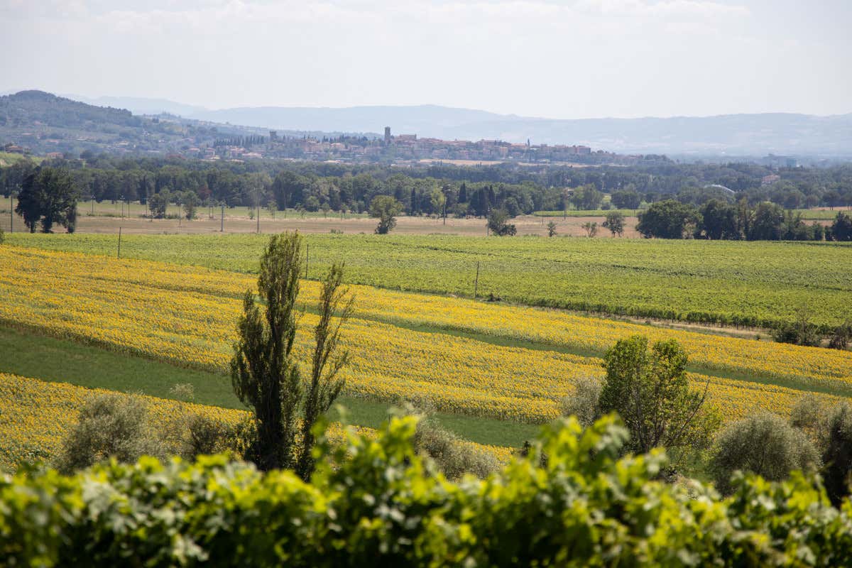 In Umbria il vino parla di legno e sostenibilità: la rinascita di Terre Margaritelli In Umbria il vino parla di legno e sostenibilità: la rinascita di Terre Margaritelli