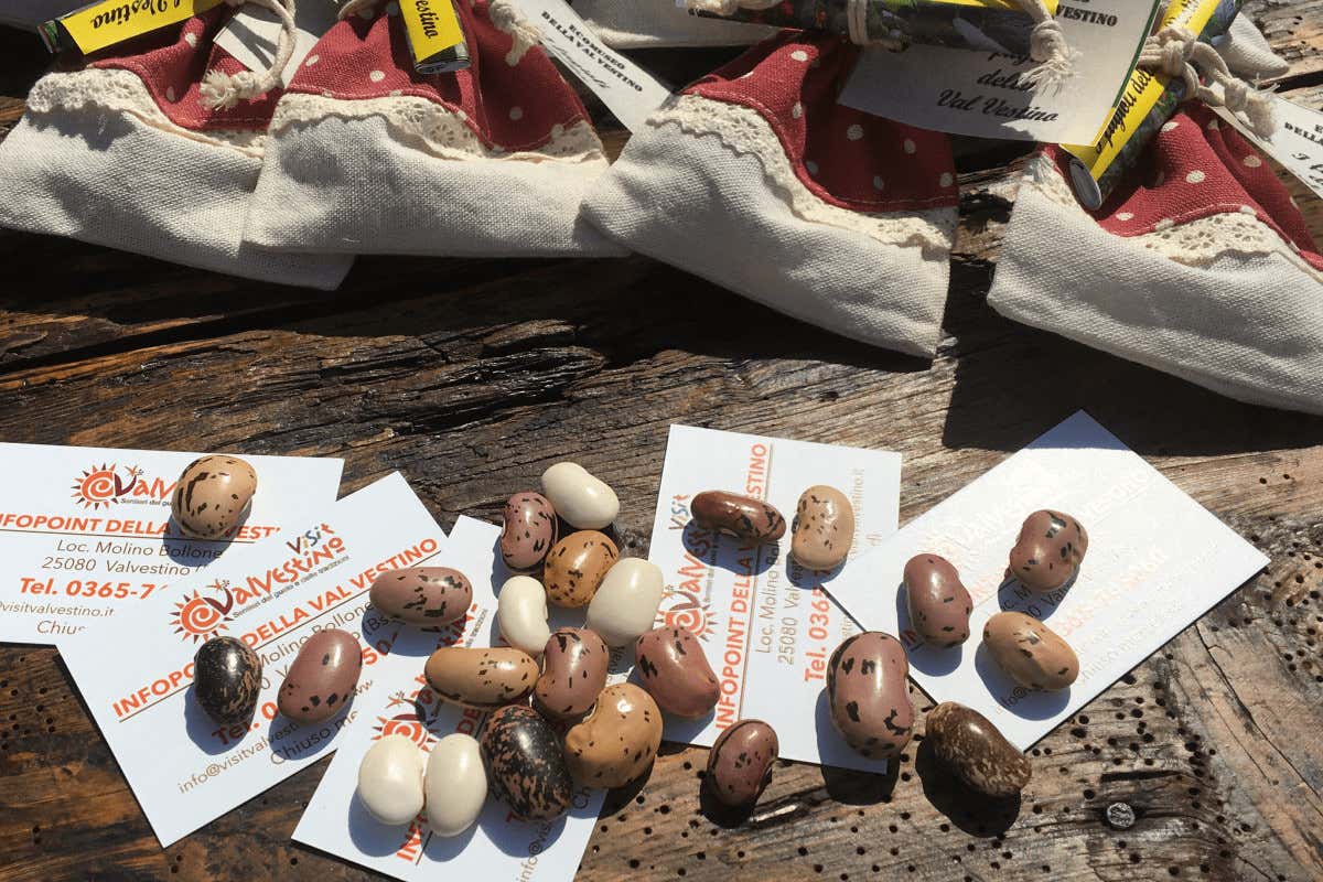 Lombardia, otto nuove varietà salvate: dal Fagiolo della Valvestino al Mais di Suzzara