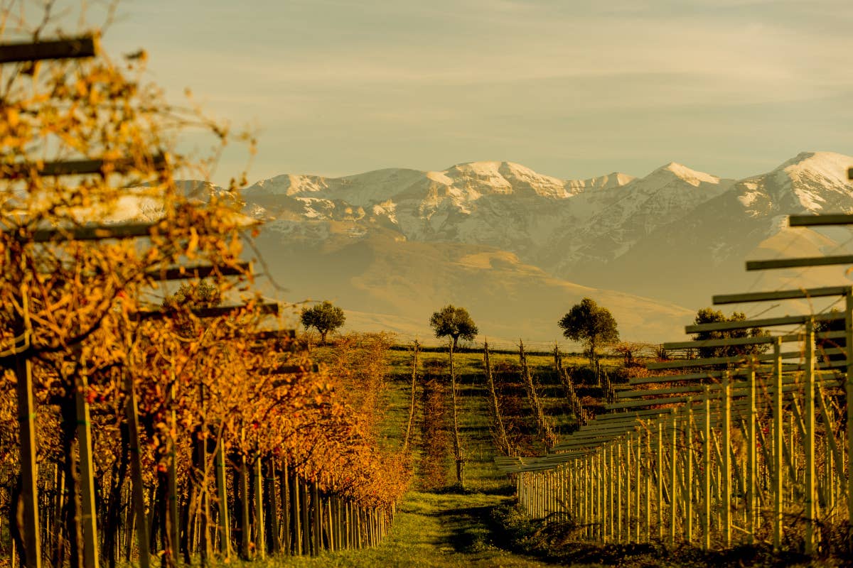 “Modello Abruzzo”: così il Consorzio valorizza i vini del territorio