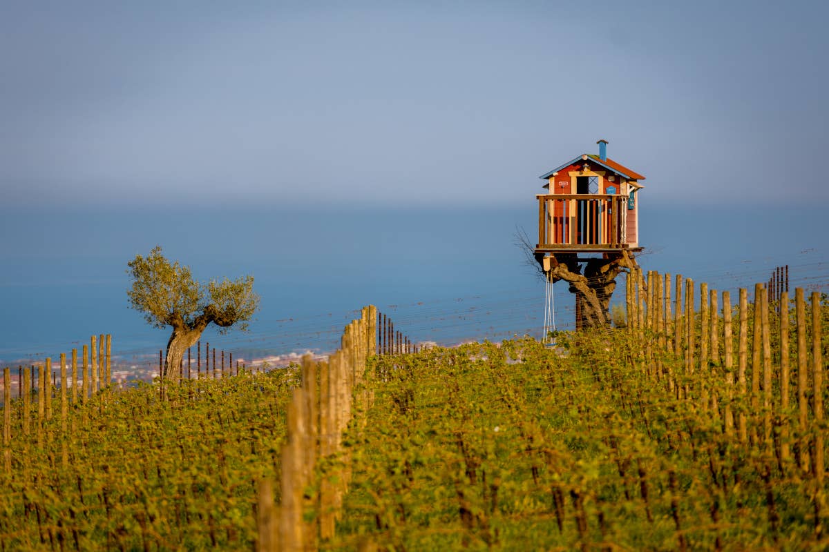 “Modello Abruzzo”: così il Consorzio valorizza i vini del territorio