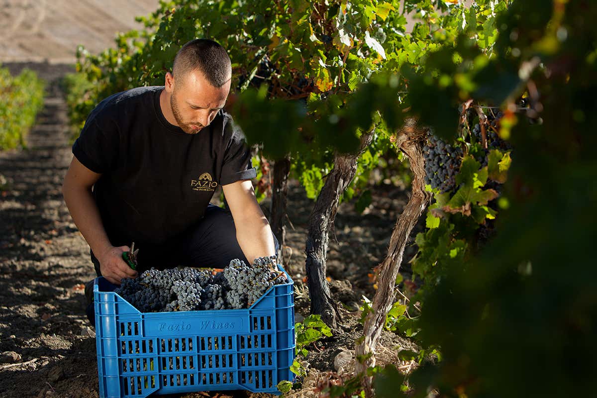 Doc Erice: come Fazio sta cambiando la mappa del vino siciliano Doc Erice: come Fazio sta cambiando la mappa del vino siciliano