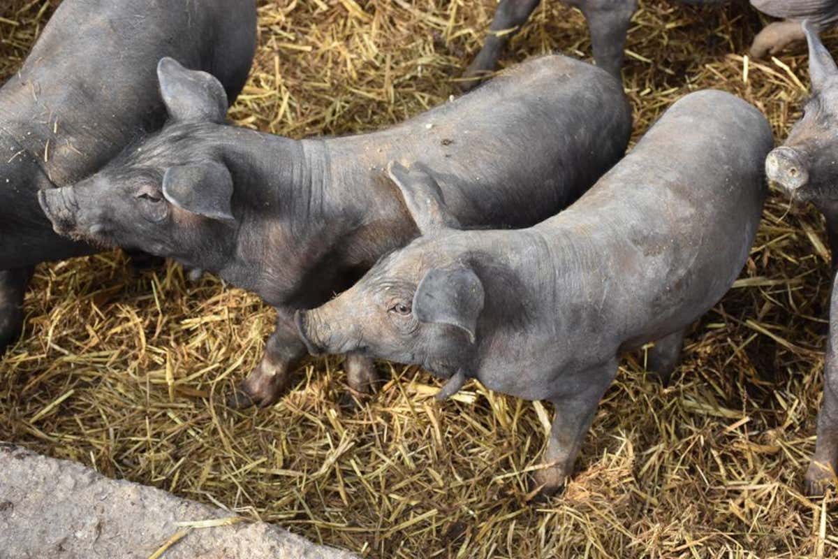 Amico Bio: ortaggi e frutta biodinamica a ciclo chiuso nella 