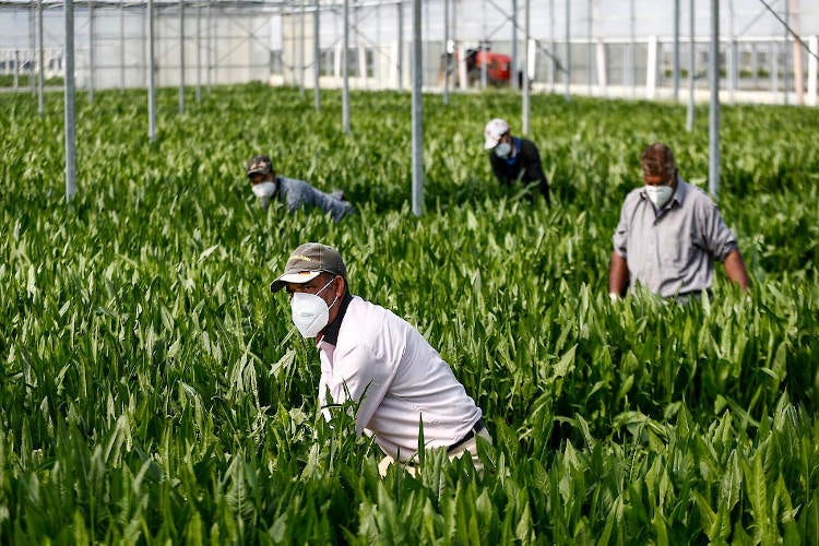 Nei campi e nelle serre con le mascherine - Il virus e i contagi in Lombardia Tensione tra agricoltori e industriali
