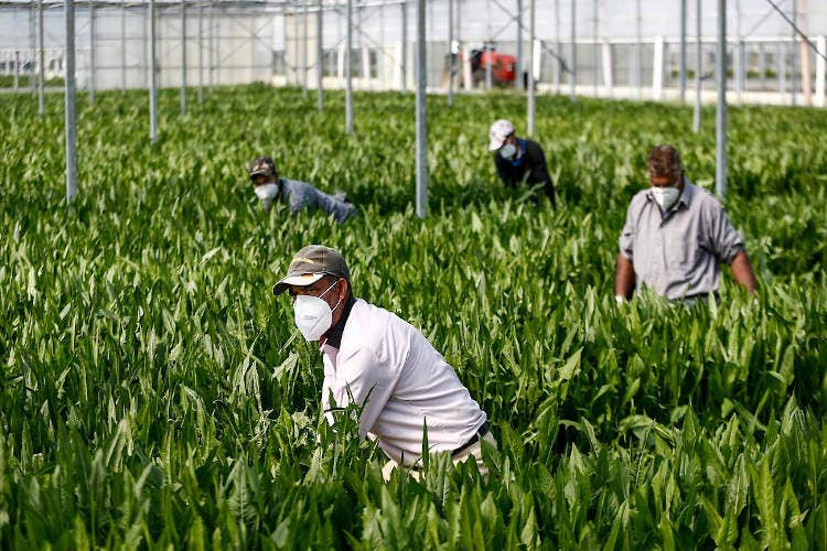 Nei campi e nelle serre con le mascherine - Il virus e i contagi in Lombardia Tensione tra agricoltori e industriali