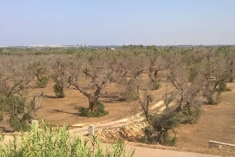 (Agricoltori in strada ma divisiA Lecce due cortei contro la xylella)