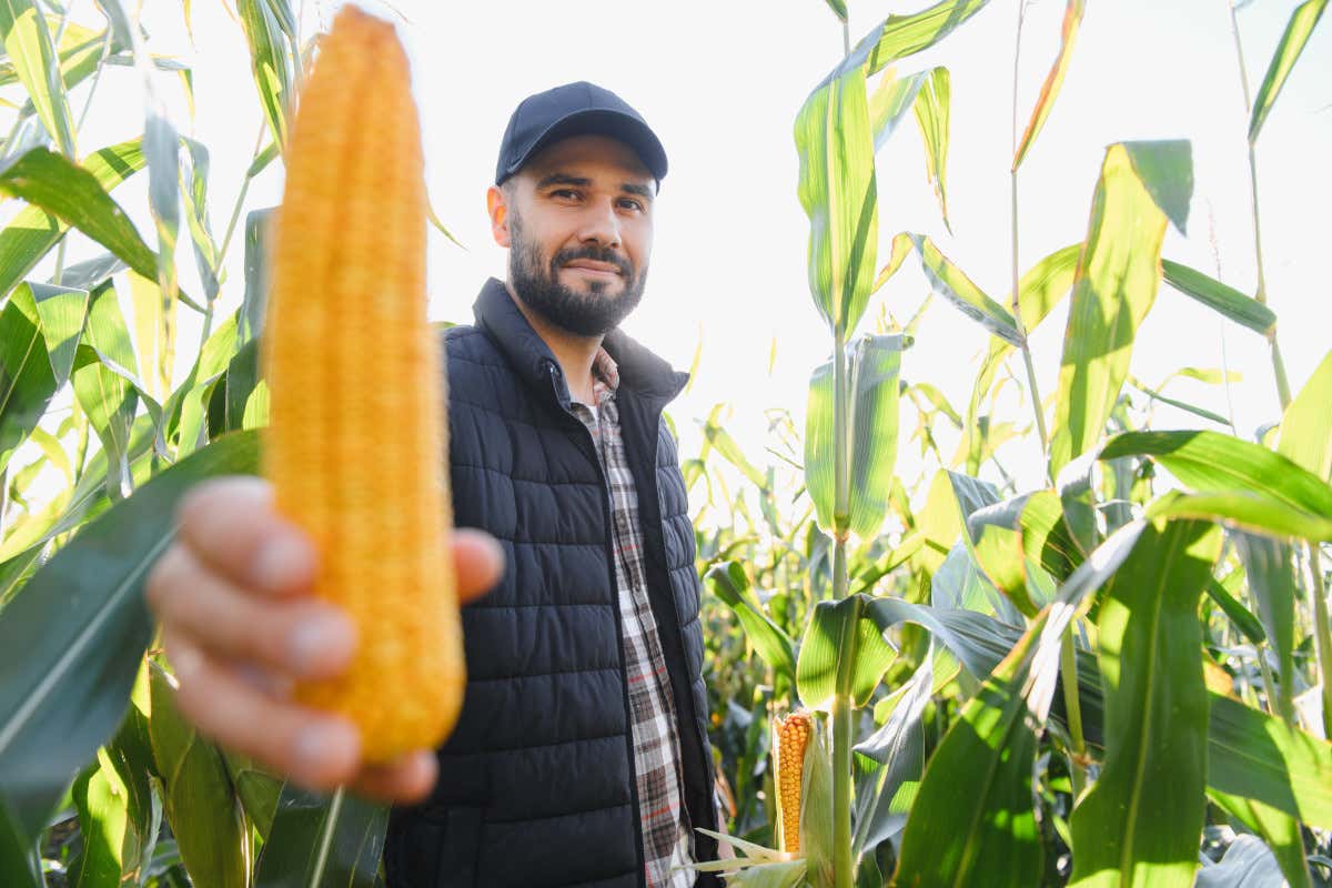 Produzione agricola in Lombardia: crescita del 7/9% nel 2025