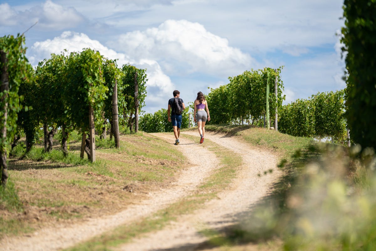Trekking tra le vigne (foto Mikael Masoero) Alba, paesaggi incantevoli per un turismo slow e di qualità