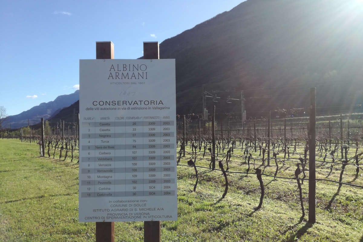 Albino Armani, il Foja Tonda 2018 è tra i migliori vini di Slow Wine