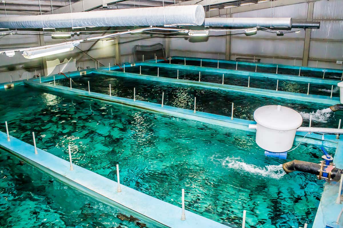 Non solo qualità: il pesce di Metro Italia ora rispetta anche il benessere animale