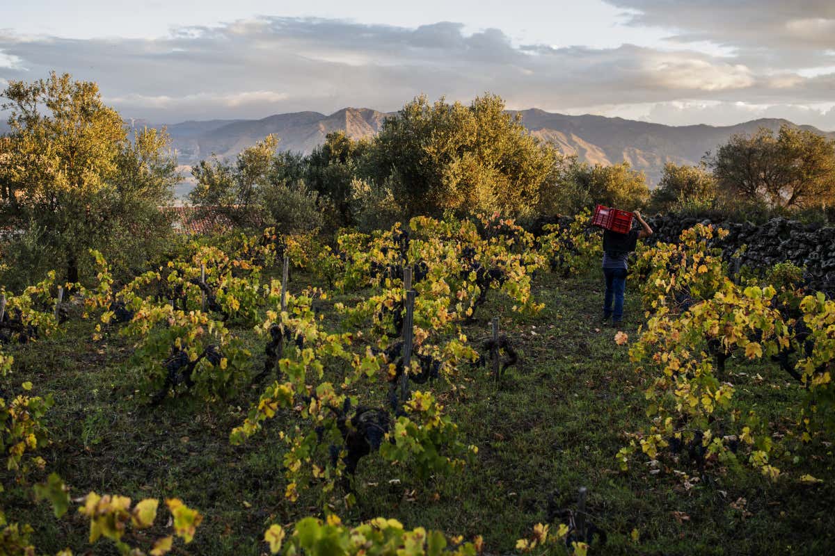 Alta Mora lancia Arrigo: il nuovo Carricante dell’Etna firmato Cusumano