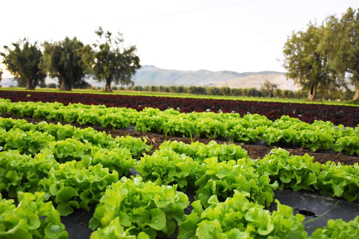 Amico Bio: ortaggi e frutta biodinamica a ciclo chiuso nella 