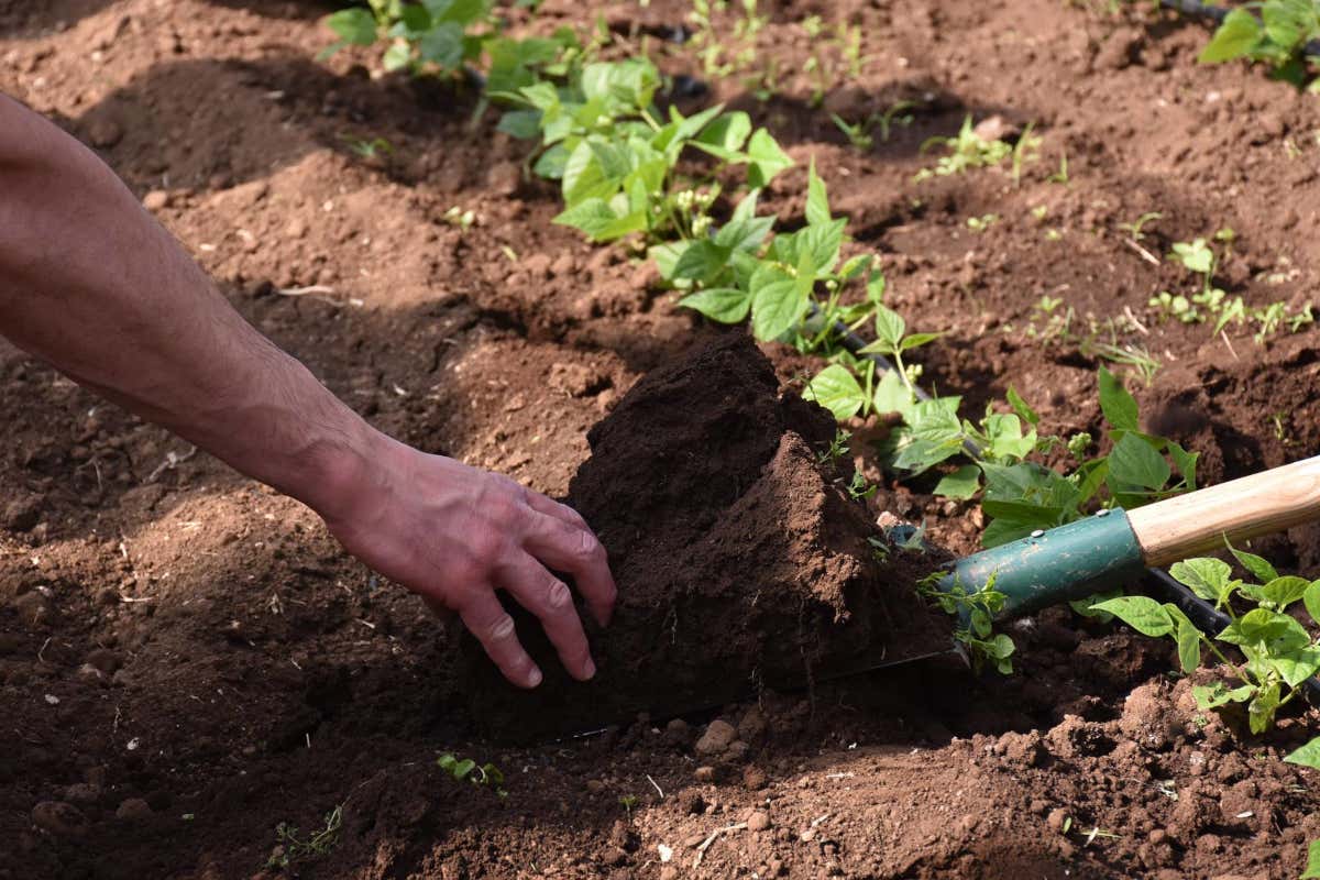 Amico Bio: ortaggi e frutta biodinamica a ciclo chiuso nella 