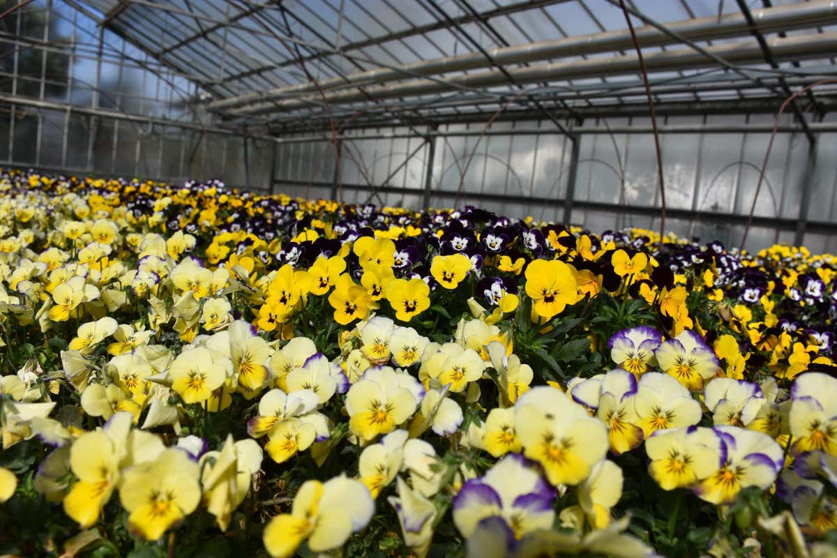 Amico Bio: ortaggi e frutta biodinamica a ciclo chiuso nella 